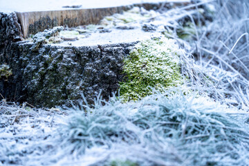 frozen cold winter vibes blue pretty frost morning 