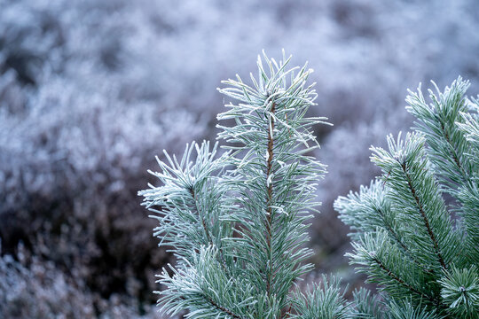 frozen cold winter vibes blue pretty frost morning pine tree christmas pretty
