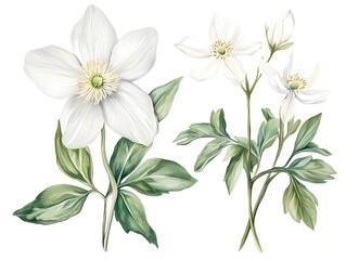 Fototapeta premium Delicate White Anemone Flowers in Botanical Setting