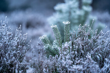 frozen cold winter vibes blue pretty frost morning pine tree christmas pretty