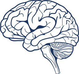 Human brain vector hand drawn. Vector anatomy illustration of the human brain. Brain vector art with white background.
