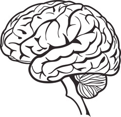 Fototapeta premium Human brain vector hand drawn. Vector anatomy illustration of the human brain. Brain vector art with white background.