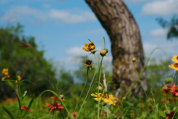 Texas spring wildflowers in rural landscape.