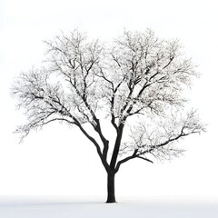 Obraz premium Solitary Bare Tree Silhouette Against White Backdrop