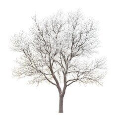 Stark Leafless Tree Silhouette Against Bright White Background