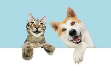  Banner happy smiling pets. Akita dog and European kitten cat peeking over a white blank hanging its paws over. Isolated on blue pastel background