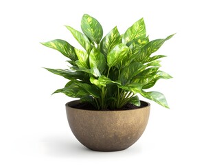 Lush Green Potted Office Plant Isolated on White Background