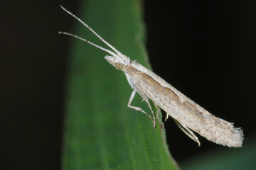 Kohlschabe,  Plutella xylosrella L., Winterraps-Blatt
