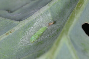 Kohlschabe,  Plutella xylosrella L., Puppe, Rapsblatt