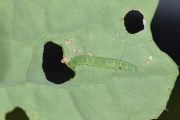 Kohlschabe, Plutella xylostella, Larve, Schadbild © Peter Oetelshofen