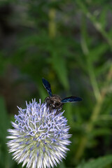 dragonfly on a flower