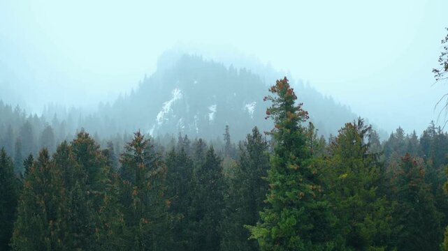 Slow motion shot of snowfall in front of the Pine tree forest and snowy Himalayan mountain peak of the Pir Panjal range at Betaab Valley near Pahalgam in Jammu and Kashmir, India. Snowfall in Kashmir.