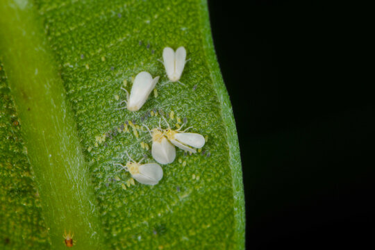 Wei&szlig;e Fliege, Gew&auml;chshausmottenschildlaus, Trialeurodes vaporariorum