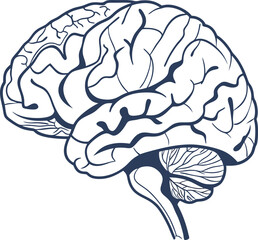 Human brain vector hand drawn. Vector anatomy illustration of the human brain. Brain vector art with white background.