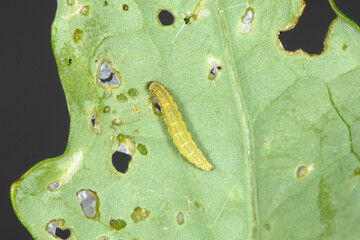 Kohlschabe, Plutella xylostella, Larve, Schadbild © Peter Oetelshofen