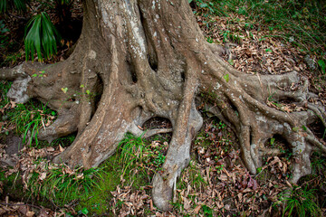 Obraz premium branched roots of an old tree