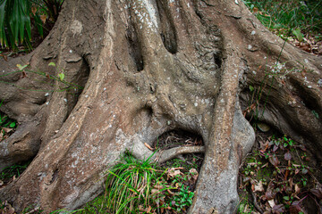 branched roots of an old tree
