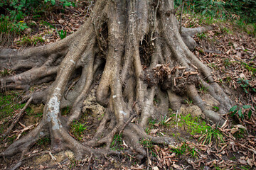 branched roots of an old tree