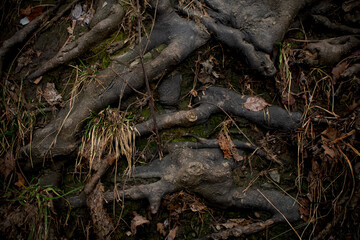 branched roots of an old tree