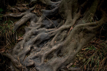 branched roots of an old tree
