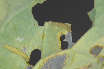 Kohlschabe, Plutella xylostella, Larve, Schadbild