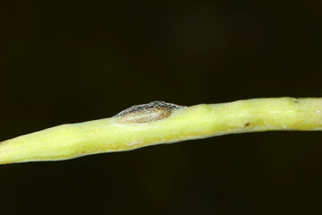 Kohlschabe,  Plutella xylosrella L., Puppe, Rapsschote