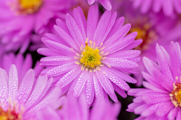 Obraz premium Symphyotrichum novi-belgii flowering plant, beautiful summer autumn rich petal flowers in bloom