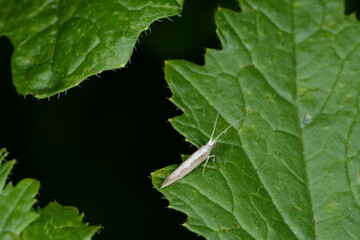 Kohlschabe,  Plutella xylosrella L., Senfblatt