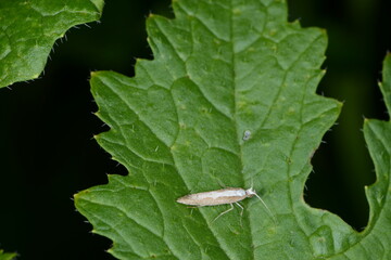 Kohlschabe,  Plutella xylosrella L., Senfblatt