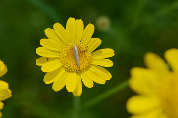 Kohlschabe,  Plutella xylosrella L., Färberkamille