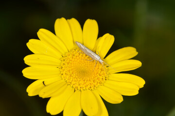 Kohlschabe,  Plutella xylosrella L., Färberkamille