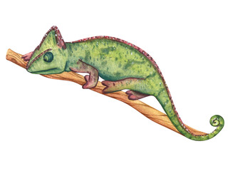 Watercolor illustration of green chameleon on a branch. Exotic African animal isolated on white background. Painting wildlife-themed for designs invitation and card