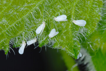 Weiße Fliege, Gewächshausmottenschildlaus, Trialeurodes vaporariorum