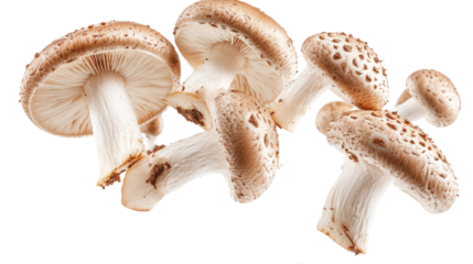 Fresh mushroom harvest local farm food outdoor isolated on transparent background