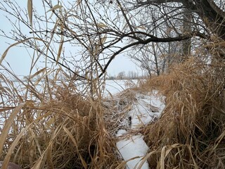 Fototapeta premium Snowy bushes lining a field