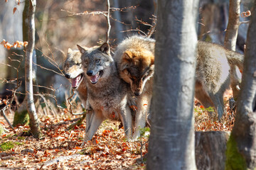 Сlose-up portrait of a wolf. Eurasian wolf, also known as the gray or grey wolf also known as Timber wolf. Scientific name: Canis lupus lupus. Natural habitat. 