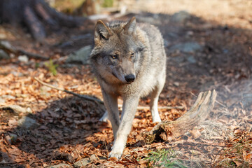 Сlose-up portrait of a wolf. Eurasian wolf, also known as the gray or grey wolf also known as Timber wolf. Scientific name: Canis lupus lupus. Natural habitat. 