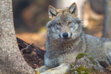 Сlose-up portrait of a wolf. Eurasian wolf, also known as the gray or grey wolf also known as Timber wolf. Scientific name: Canis lupus lupus. Natural habitat. 