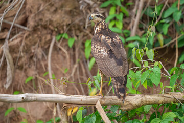 A close up of a Mangrove black hawk (Buteogallus anthracinus subtilis) looking down from a tree
