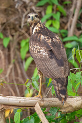 A close up of a Mangrove black hawk (Buteogallus anthracinus subtilis) looking down from a tree