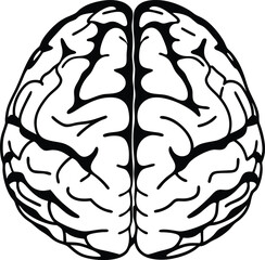 Obraz premium Human brain vector hand drawn. Vector anatomy illustration of the human brain. Brain vector art with white background.