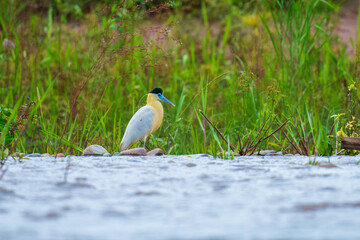 Black-capped heron in surrounded green foliage by river in Madidi national park