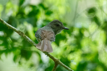 Grayish Mourner Rhytipterna simplex, Large, rather monochromatic flycatcher that frequents the middle to upper levels of humid forests where it often accompanies mixed-species flocks.