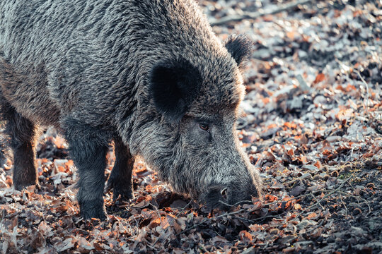 Wildschwein auf Futtersuche, Wildschwein im Wald, Jagd, Hege und Pflege, Schwarzwild