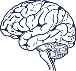 Human brain vector hand drawn. Vector anatomy illustration of the human brain. Brain vector art with white background.