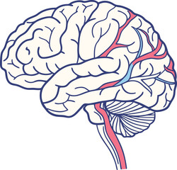 Human brain vector hand drawn. Vector anatomy illustration of the human brain. Brain vector art with white background.