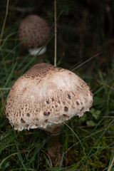mushroom in the grass