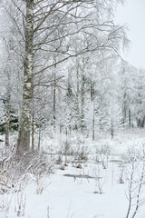 The heavy snowfall in a wild park, winter fairy tale in the forest, snow-covered tree branches, large flakes of snow are slowly falling, nobody, snow storm, blizzard