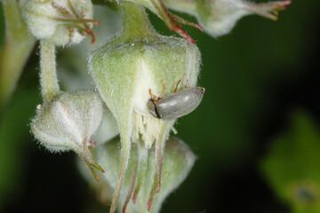 Himbeerk&auml;fer,  Byturus tomentosus