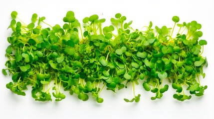 Obraz premium Fresh Broccoli Microgreens Salad - Healthy Vegan Diet and Homemade Spring Food Concept, Top View on White Background